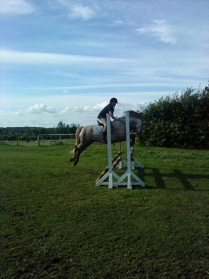 Islænder /Blanding Bamse(rim-faxe) - nyt 2010 - jeg springer oxer på Bamse billede 10