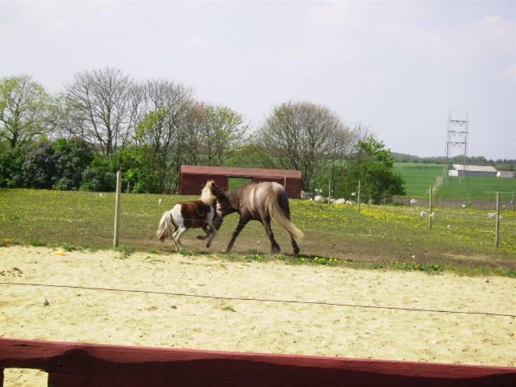 Islænder /Blanding Bamse(rim-faxe) - Bamse og sea biscuit som leger billede 11