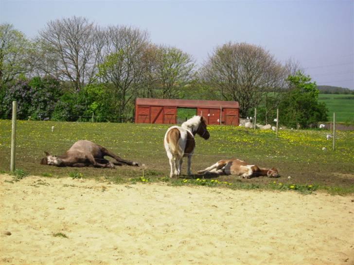 Islænder /Blanding Bamse(rim-faxe) - så kom bissen´s mor vist lige og satte dem begge på plads ;) eller er de bare totalt udmattet efter kampen? billede 12