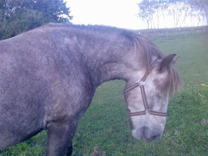 Islænder /Blanding Bamse(rim-faxe) - Hvor dum må man se ud? billede 13