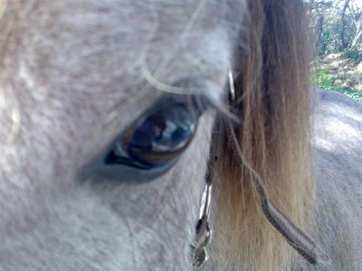 Islænder /Blanding Bamse(rim-faxe) - Hesten med en STOR sjæl <3 billede 14