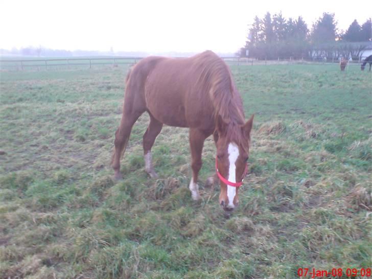 Anden særlig race Walther R.I.P elsker dig billede 4