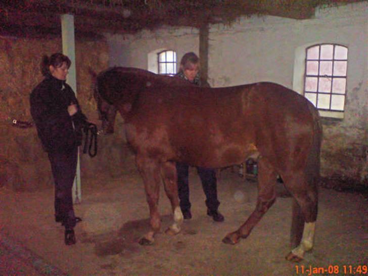 Anden særlig race Walther R.I.P elsker dig - handelsundersøgelse i januar 08 billede 5