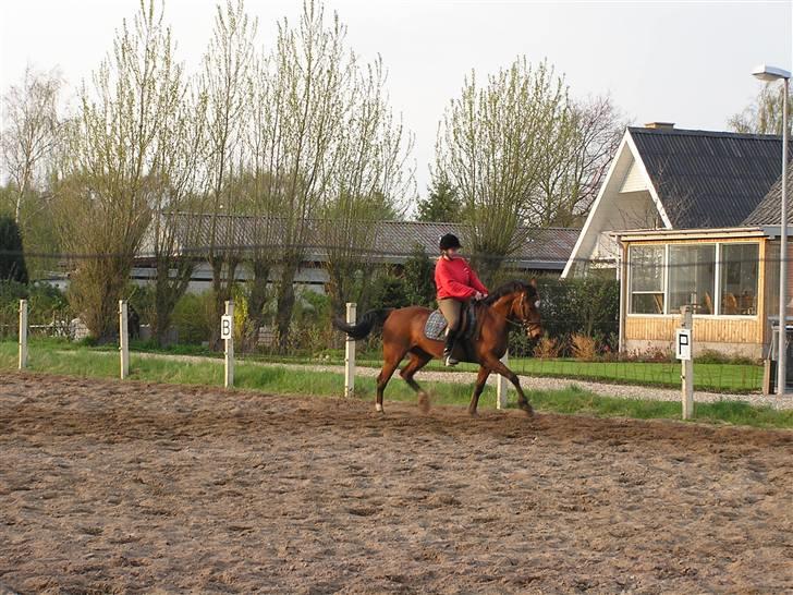 Traver Adonis R.I.P billede 4