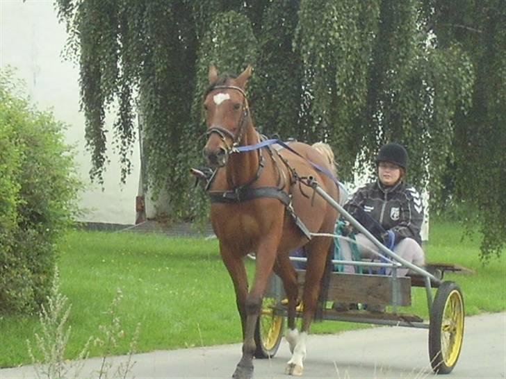 Traver Adonis R.I.P billede 8