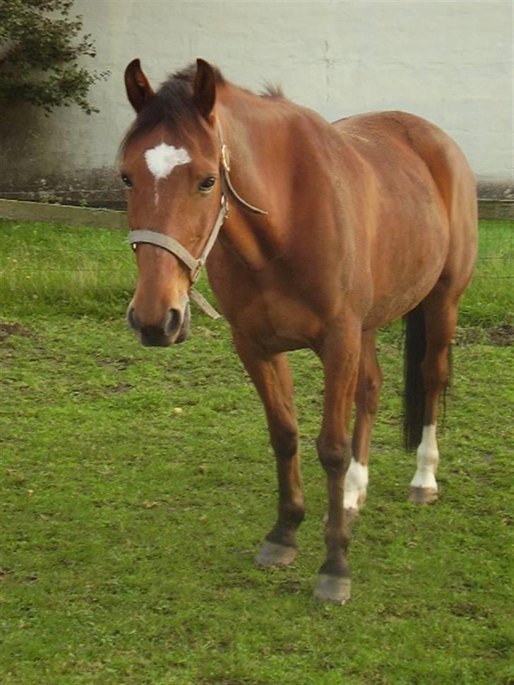 Traver Adonis R.I.P billede 9