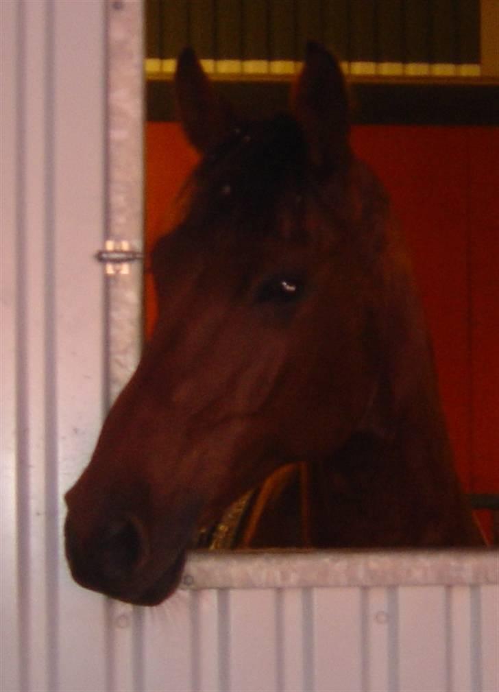 Dansk Varmblod Minos billede 5