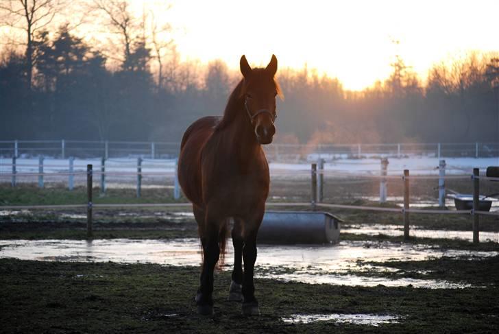 Anden særlig race Elmegaardens Mogcy - Nyt d. 29/12-09: Smukke! (´: billede 16