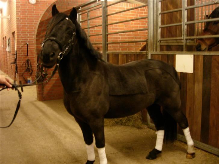 Dartmoor Oliver (Solgt) - Bay Bay !! billede 7