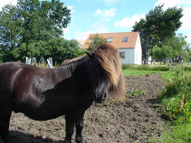 Shetlænder Emil billede 10