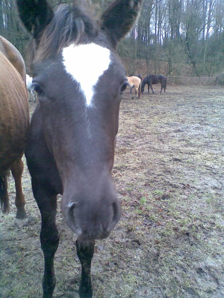Trakehner Madam Mim billede 1