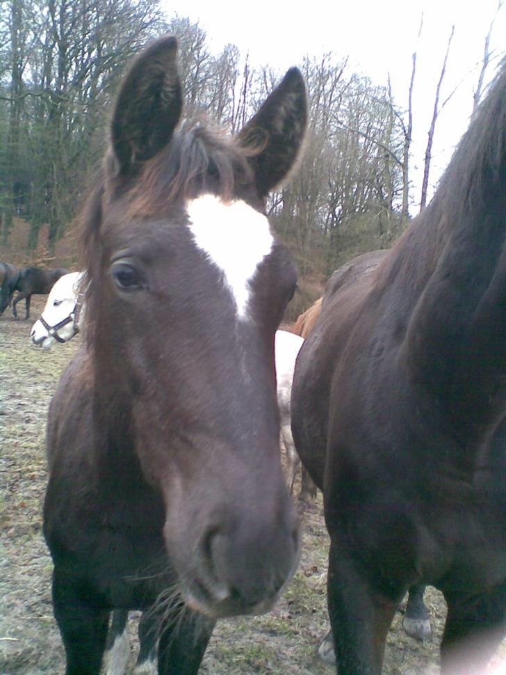 Trakehner Madam Mim billede 3
