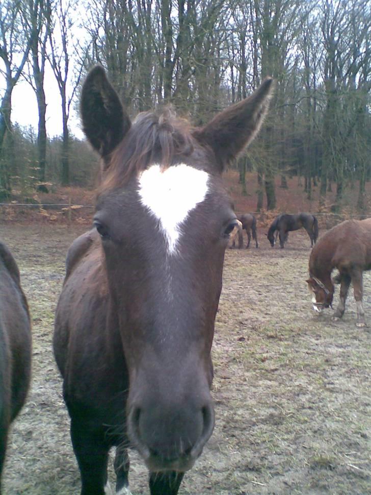 Trakehner Madam Mim billede 4
