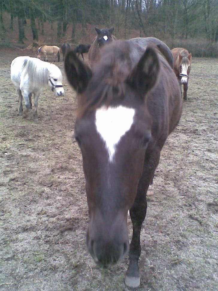 Trakehner Madam Mim billede 5