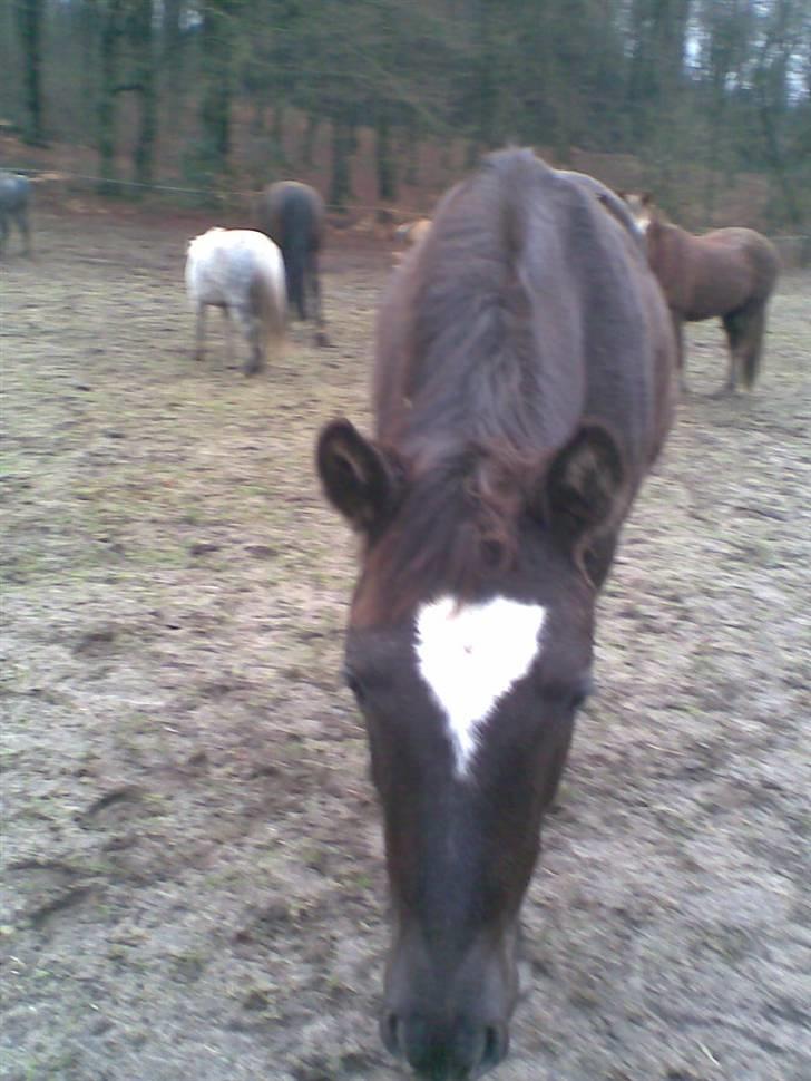 Trakehner Madam Mim billede 6
