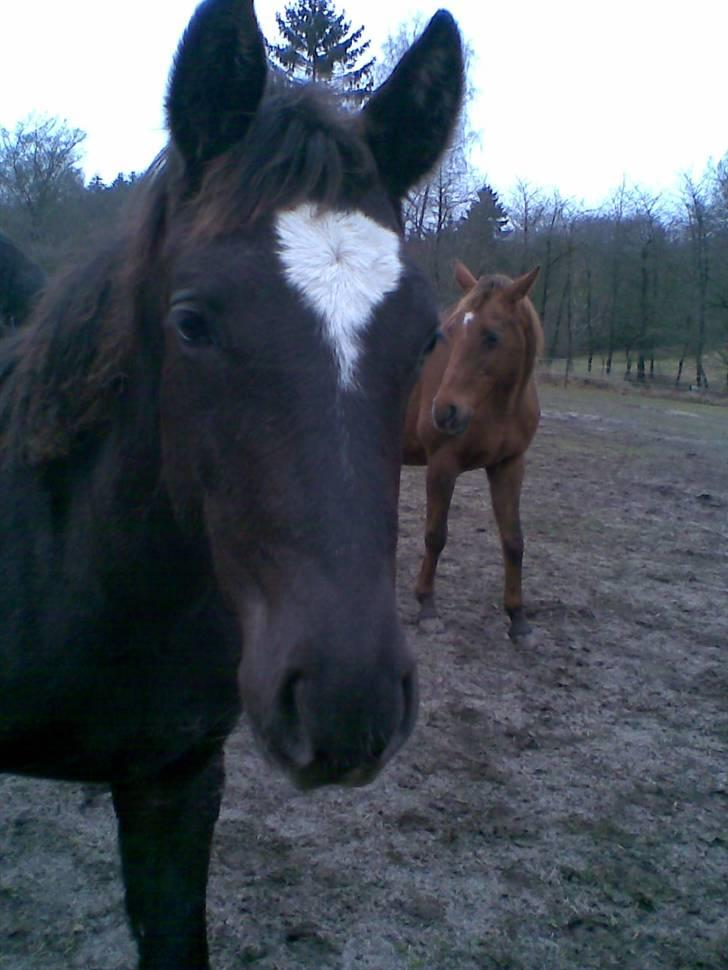 Trakehner Madam Mim billede 7