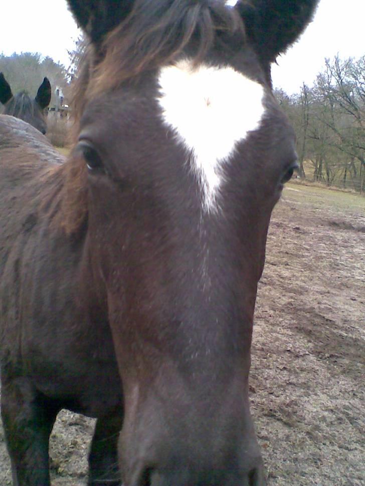 Trakehner Madam Mim billede 8