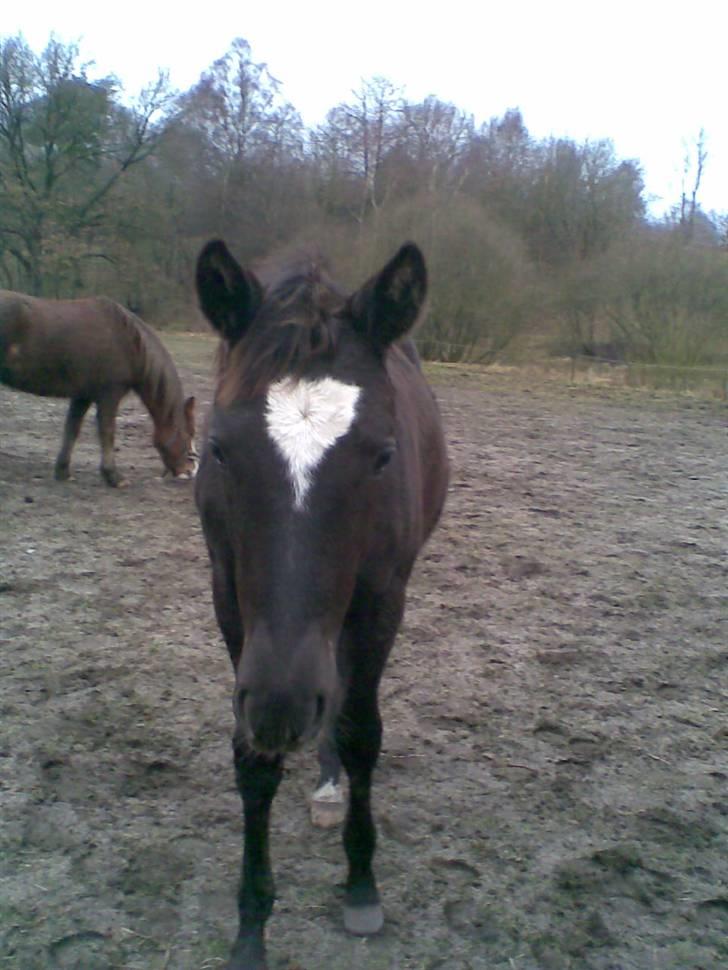 Trakehner Madam Mim billede 9