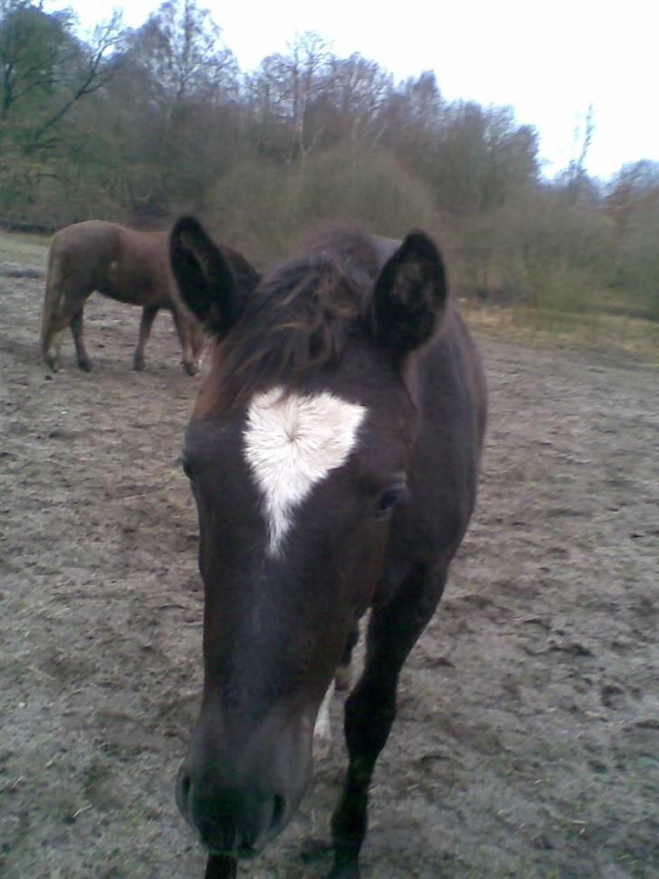 Trakehner Madam Mim billede 10