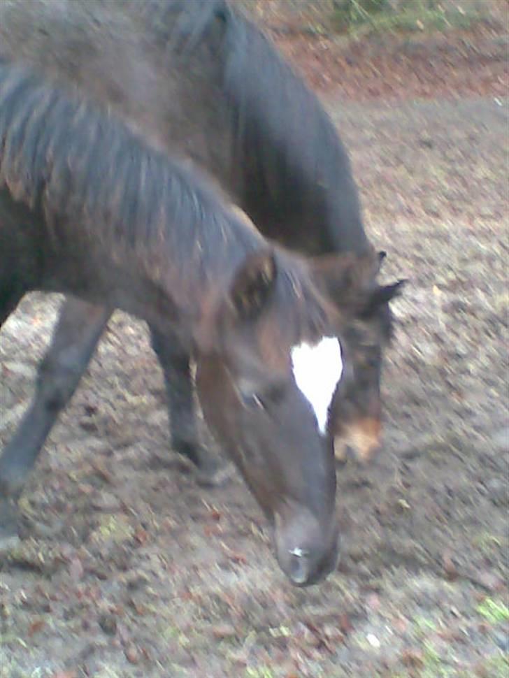 Trakehner Madam Mim billede 11