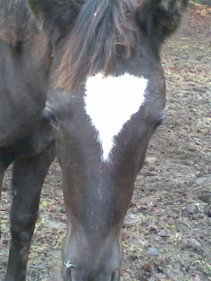 Trakehner Madam Mim billede 12