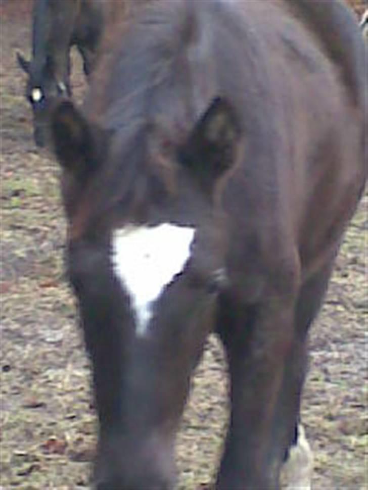 Trakehner Madam Mim billede 13
