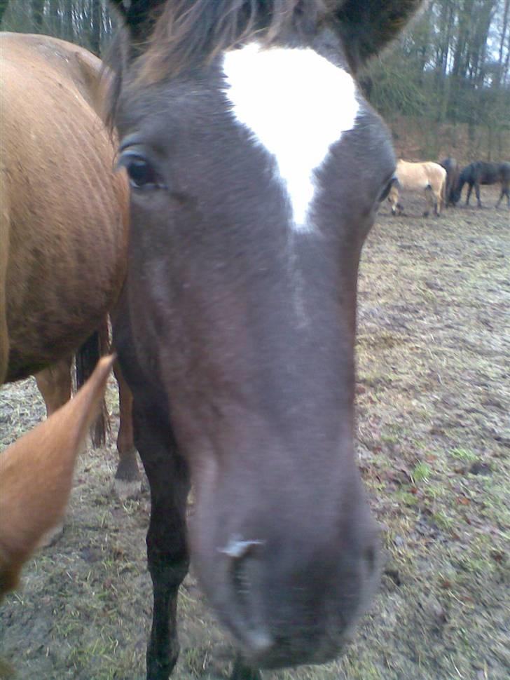 Trakehner Madam Mim billede 14