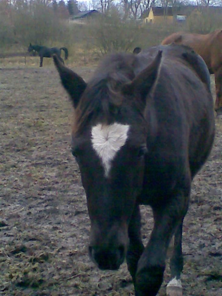 Trakehner Madam Mim billede 16