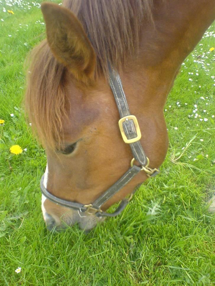 New Forest Sirocco *R.I.P* - Mhmm Mad billede 1