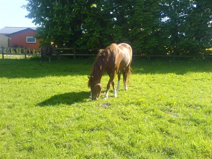 New Forest Sirocco *R.I.P* billede 2