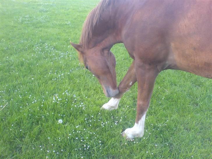 New Forest Sirocco *R.I.P* billede 3