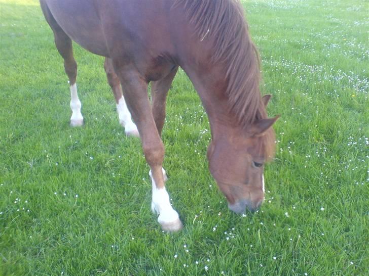 New Forest Sirocco *R.I.P* - Lidt sjovt billede meen?? billede 4