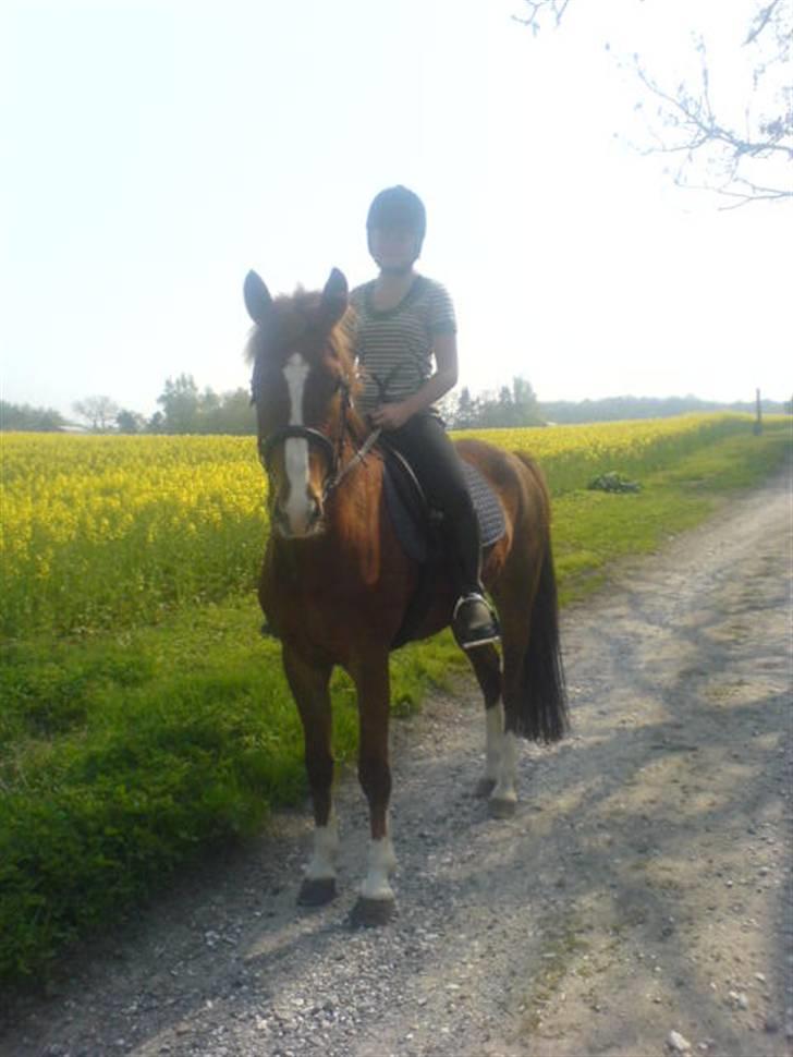 New Forest Sirocco *R.I.P* - En lille Dejlig Hyppe tur på Sirocco:= billede 5