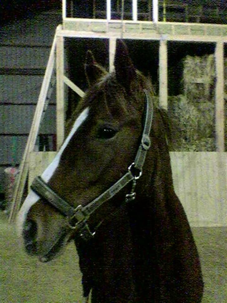 New Forest Sirocco *R.I.P* - Taget i Ridehuset billede 6