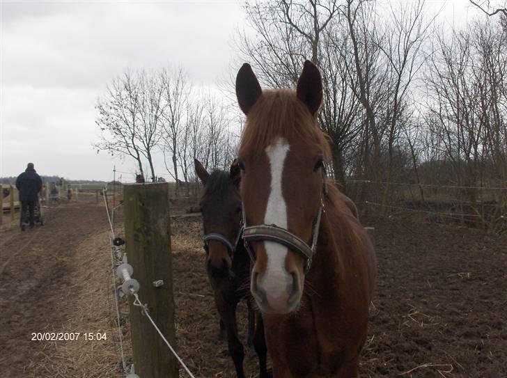 New Forest Sirocco *R.I.P* - Da Han ikke var så gammel billede 7