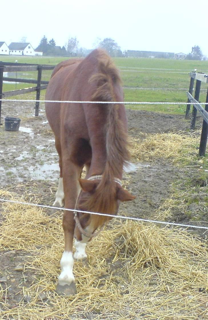 New Forest Sirocco *R.I.P* - Han bukker:B dejlig<3 billede 8