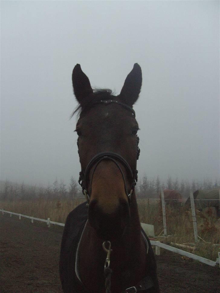 Dansk Varmblod Berlou (Aflivet) billede 12