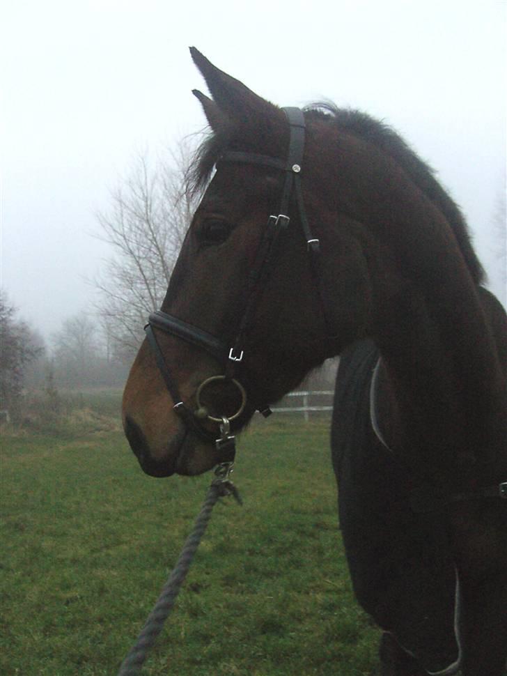 Dansk Varmblod Berlou (Aflivet) billede 13