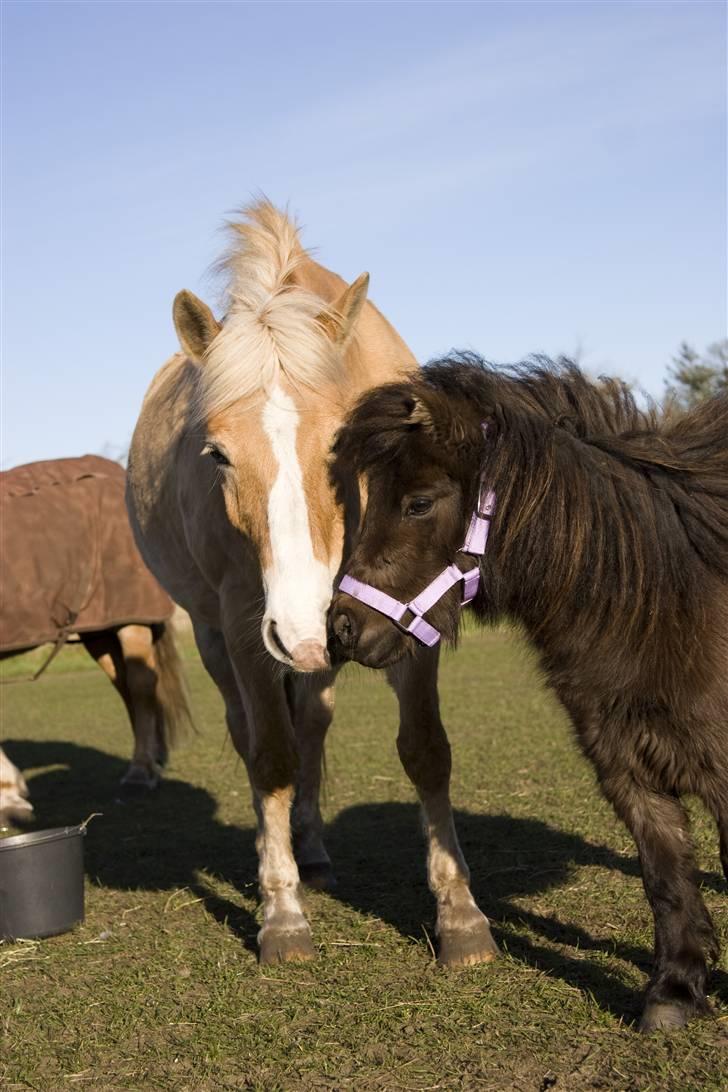 Anden særlig race  Miss Jade  SOLGT - Jade sammen med Ronja, den første dag de mødtes. Jade tog rigtigt godt imod Ronja, dejligt. :o) billede 9