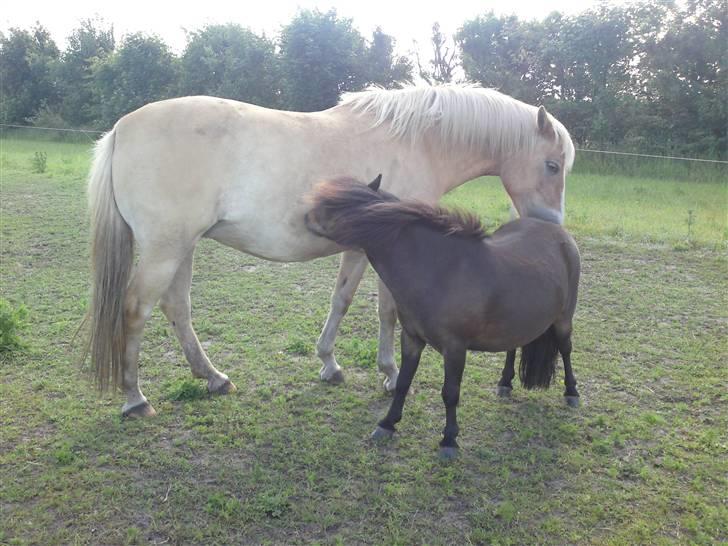 Anden særlig race  Miss Jade  SOLGT - Jade og Max nusser lige lidt. :o) billede 11