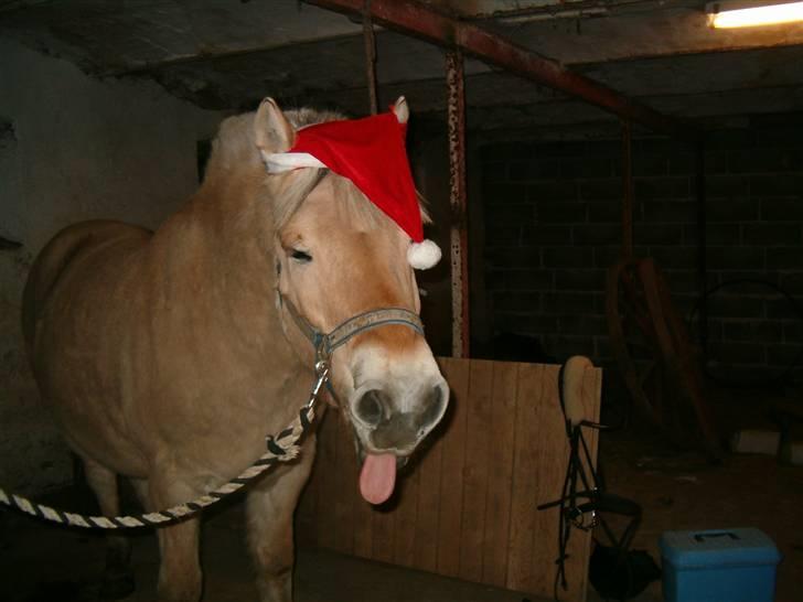 Fjordhest Duks (redet) - puhhaaaa jeg er ved at være træt af julen :x billede 16