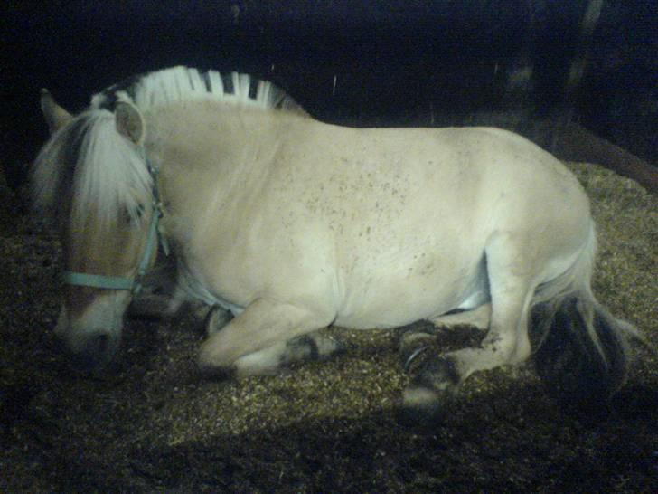 Fjordhest Sego *SOLGT* :'/ - Sego som har dovner <3 billede 7