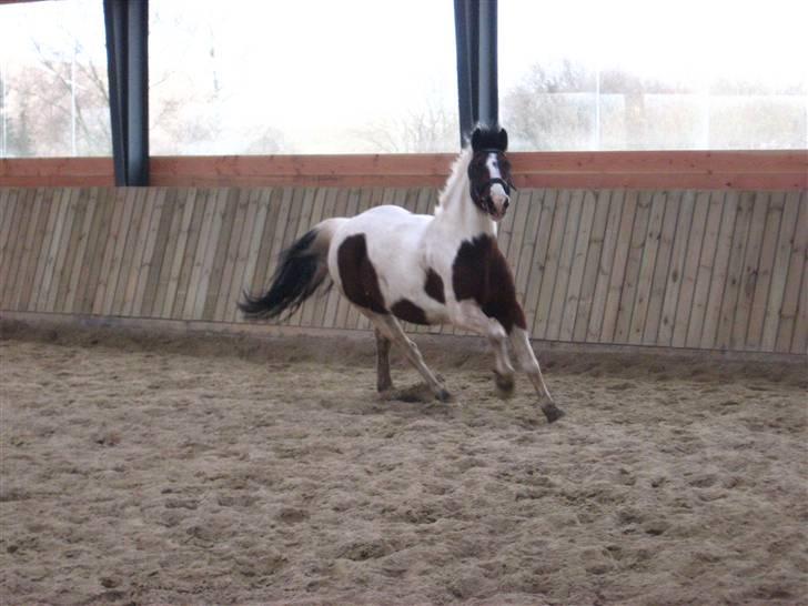 Pinto Kiara *Gammel part* - Kiara; i fuld galop billede 1