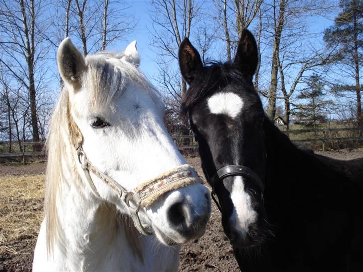 Anden særlig race Shilas - Mine skønne hypper <´3 :) billede 4