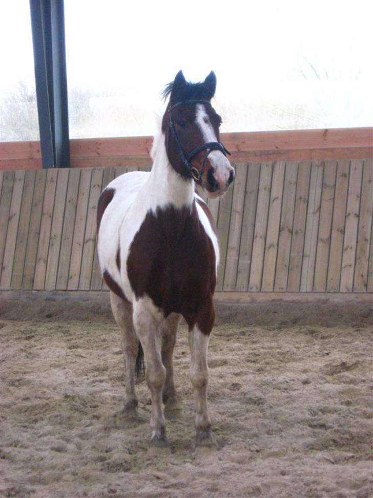 Pinto Kiara *Gammel part* - en lille model hest:P billede 4