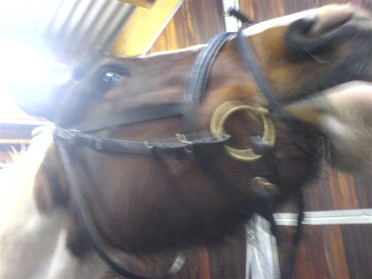 Pinto Kiara *Gammel part* - Sandra står med godbider til Piquant, mon jeg også må få en?;) billede 5