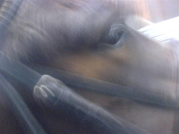 Pinto Kiara *Gammel part* - Ryste ryste..... billede 6