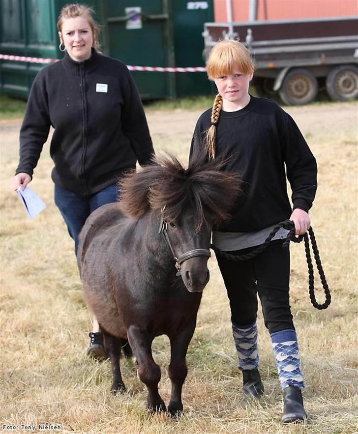 Shetlænder Lille Peter  - Astrid og Lille-Peter Lemvig dyreskue billede 6