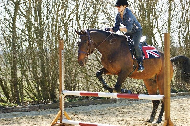 Dansk Varmblod Bjerglunds Sunlight - [d. 9/4 11] Englænderne hyggespringer  billede 5