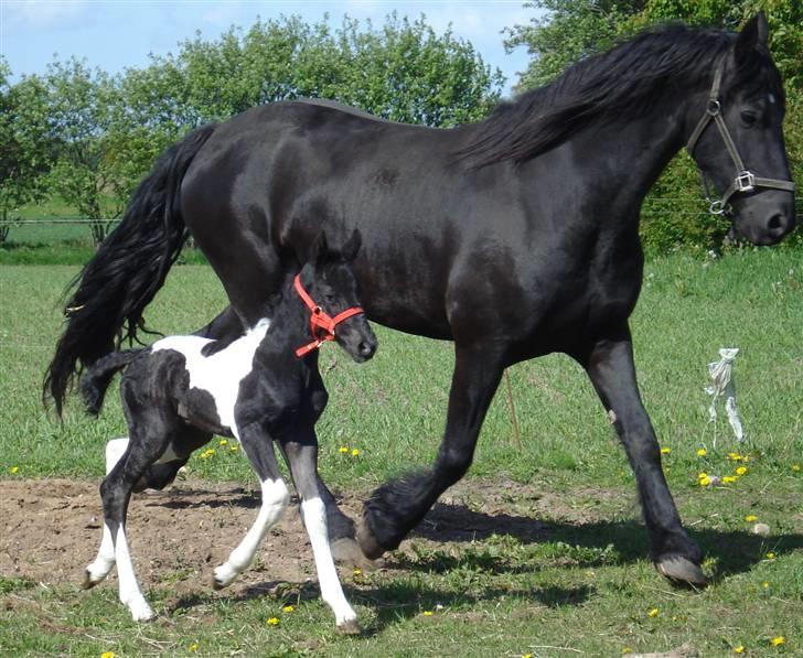 Frieser Natasja von der monden - bonfire hoppeføl billede 2
